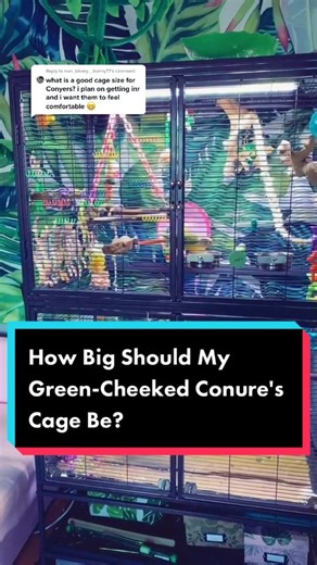 Ideal Cage Size for Green-Cheeked Conures