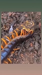 Peruvian giant yellow-leg centipede | True Moments