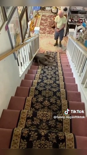 Funny Dogs Compilation | Hilarious and Adorable Dog Videos 🤣🐶