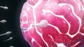 Sperm and egg cells - 3d rendered animation. The sperm try to get...