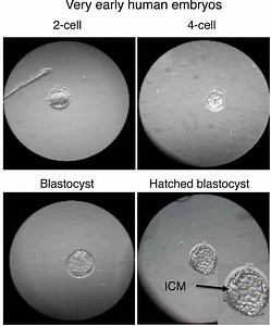 What are totipotent stem cells & what can they do? - The Niche