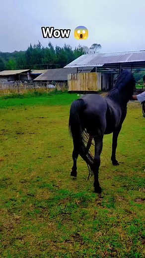 Arabian Stallion Working with Mares