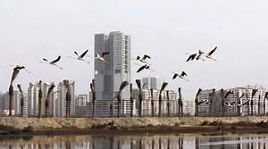 No map or GPS — How do migratory birds navigate thousands of miles without getting lost?