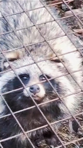 Varmint Control - Cage Trapping Raccoon Dog