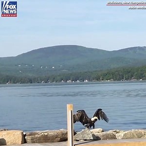6.8M views · 84K reactions | PATRIOTIC PADDLE: A bald eagle was caught on camera using its powerful wings to swim to the shore of a New Hampshire lake. | Fox News | Facebook
