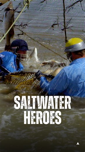 Ever wondered where the barramundi from your grocery store comes from? Saltwater Heroes host Andrew Ettingshausen travels to barra farm Humpty Doo Barramundi to see how barramundi are farmed. 🎣 📺 Watch Episode 1 on the Aus Geo YouTube channel now! Episodes releasing weekly. Saltwater Heroes (2015) is a television show produced by our sister company Northern Pictures. #ausgeo #barramundi #farming #fishing #northernterritory | Australian Geographic