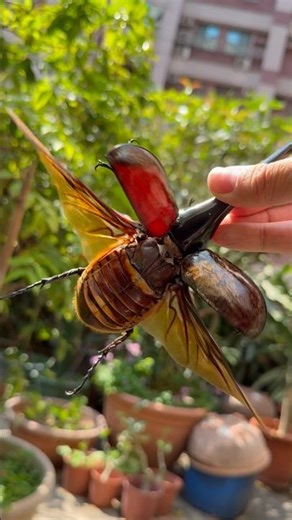 Fly like a bird #beetle #insects #scarab #甲蟲 #animals