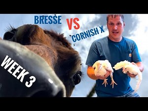 Digging it out (🇺🇸Bresse VS Cornish Cross week 3)
