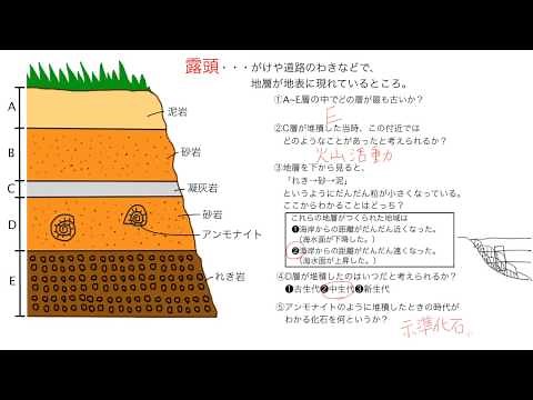 【地層と生物】地層からわかること