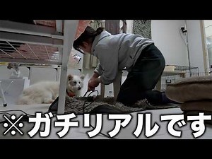 [Finally Full Release] 24-Hour Filming! What Happens When You Keep a Rescue Dog at Home? Part 1