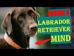 Personality Trait and Characteristic of Labrador retriever