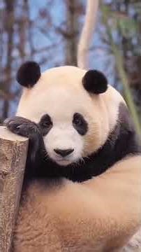 Funniest Panda Moments at the Zoo 🐼😂 #cuteanimals #panda #babypanda #funnyanimals #viralvideo