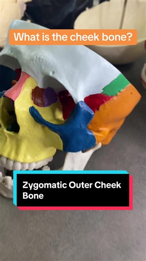 What is the cheek bone? It’s part of the skull and starts with the letter “Z”! #anatomy #skull #cheek #cheekbone #medicine