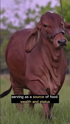 Zebu -- İndicine cattle #animals #shorts