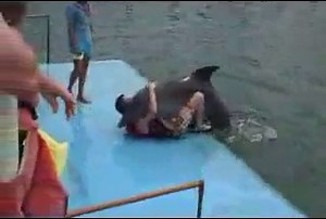 Dolphin mating Human
