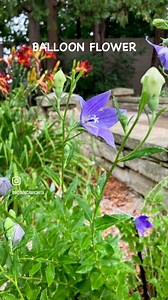 1.8K views · 13 reactions | 헕헟헢헢헠 헔헟험헥헧 Meet the Balloon Flower - Located in the Shakespeare Garden, these charming perennials start as tight buds that resemble little balloons before bursting into vibrant star-shaped blossoms. Perfect for adding a playful touch to your garden! | Botanica | Facebook
