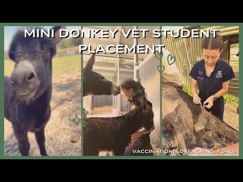 Vet Student Week in the Life | Mini Donkey Placement
