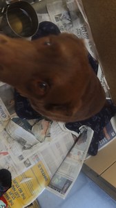 20K views · 727 reactions | Lady is a very sweet chocolate lab. 7 years old. Spayed female. she's good with children and other dogs. Is house broken great personality up for adoption at the TLC animal shelter 13016 W 151st st homer Glen IL | Tender Loving Care Animal Shelter | Facebook