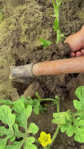 🍉🌱Bury Watermelon Vines To Grow Extra Roots & More Fruits#farmingtips #homegardening