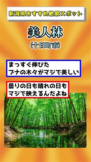 【2026最新】新潟県行ったら行くべき！おすすめの絶景スポット5選#旅行#観光 #絶景