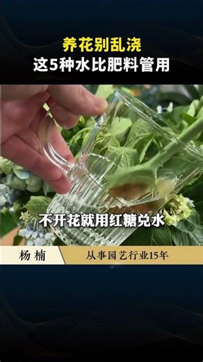 Don't Water Flowers Randomly: The Right Way to Hydrate Your Plants