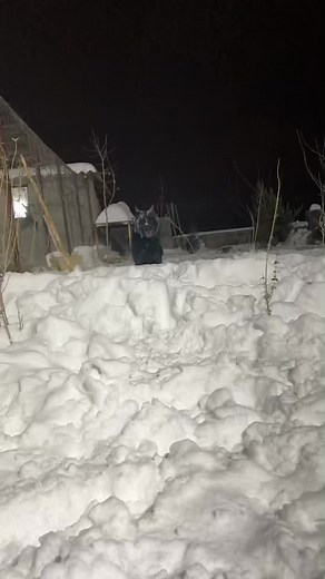 Playful Black Husky Dog in Snowy Night Adventure