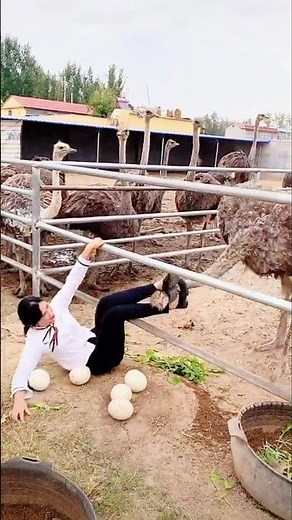 The Secret About Ostrich – The World’s Largest Bird! 🦩