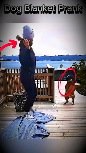 Dog Blanket Prank: Which Reaction is Your Favorite? 😂🐕 #funny #pets #animals