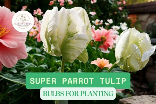 10 Super Parrot Tulip Bulbs for Planting – Ruffled Flowers, Parrot Tulips for Spring Garden Displays - Etsy