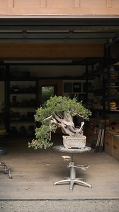 12K views · 246 reactions | Exceptional Rocky Mountain Juniper Bonsai...