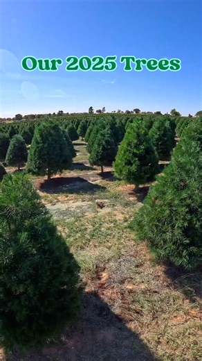 A glimpse into what the trees are looking like this year! 🤩🌲 The farmers have been hard at work caring for the trees all year long and they’re looking great. We have pines for you to cut, ranging from 4ft to about 10ft tall! We will also have pre-cut firs from North Carolina from 6ft-10ft! 🪚 Choose cut your own Pine tree 🌲 Browse our selection of pre-cut Firs, kept fresh in water 🚂 Purchase tickets for attractions on Saturdays, Sundays, and Thanksgiving Friday (free activities, too!) 🐷 Pur