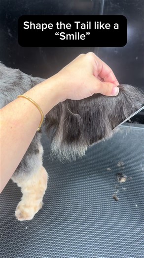 Incredible Yorkie Tail Transformation