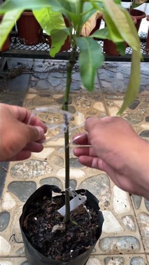 buka plastik ikatan sambung miring mangga red ivory | #grafting #mango