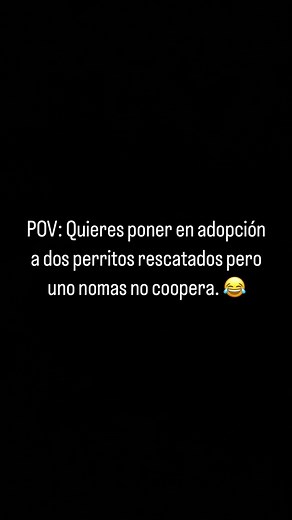 Adopta dos perritos rescatados en Guadalajara