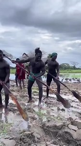 3.1M views · 23K reactions | Traditional Rice Farming in Africa!  #shorts | Mindspark | Facebook