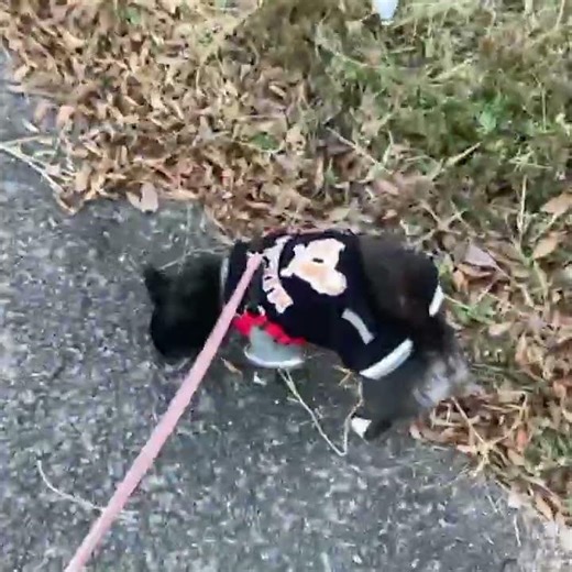 昼間は18℃🐕 #わに日記 #ショート #福島市 #朝散歩 #柴チワ #チワ柴 #春はもうすぐ #保護犬