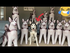 Husky Puppy v Inflatable Huskies Prank! [TRY NOT TO LAUGH!] [PRANK]
