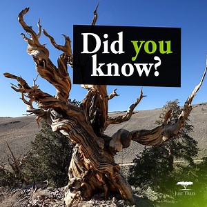 Did you know?  ​ Bristlecone pines, particularly the Great Basin...