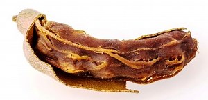 Tamarind Fruit, Leaves, Flower, Bark Uses, Research