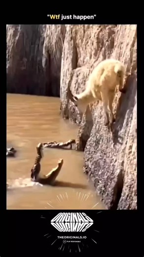 sci tech | historygg on Instagram: "The post shares a 15-second video of a white goat leaping across a cliff to escape a crocodile emerging from muddy waters below and scaling the vertical rock face with unnatural agility, posted by . . stems from its surreal depiction, with replies overwhelmingly labeling it Al-generated due to the crocodile’s impossible climbing physics defying real-world biology. Crocodiles lack the limb structure for such feats, per studies on reptilian locomotion (e.g., Fis