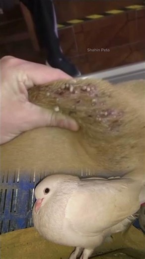 Dog mango worm treatment with professional veterinary care. #animalrescue #wildliferescue