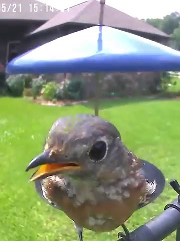 4K reactions · 169 shares |  Take your hummingbird-watching to the next level with the Birdfy Feeder Camera!   The world's first AI-powered smart bird feeder with a built-in camera.  Enjoy live hummingbird videos anytime, anywhere. ✌️ Never miss a moment of these fast-flying feathered friends visiting your yard. Upgrade your birdwatching game with the Birdfy Feeder Camera today! | Birdfy by Netvue | Facebook