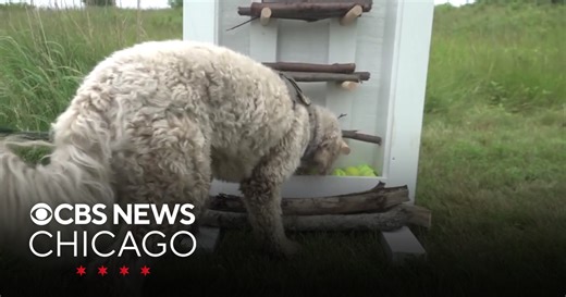 Maine beach opens dog library