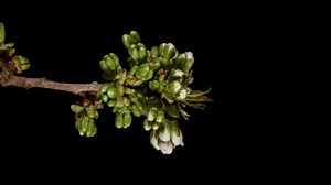 Pumpkin, Fruit, Vegetable