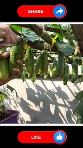19K views · 107 reactions | Secrets of Growing Cucumbers at Home 勒 | Small Vegetable Garden | Facebook