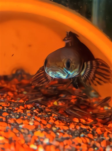 🥰 #aquarium #ikanhias #channa #snakehead #ikanpredator #predatorfish #andrao #breeding