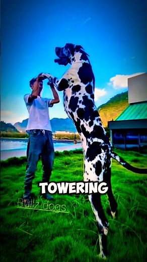 Top 5 Tallest Dog Breeds in the World 🐶 | Giant Dogs You Won’t Believe! #dog #animals #shorts