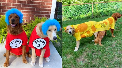 2.6K views · 22 reactions | Need ideas for the "paw-fect" Halloween costumes for your pups? See a dog owner's spooky creations. | Detroit Free Press | Facebook