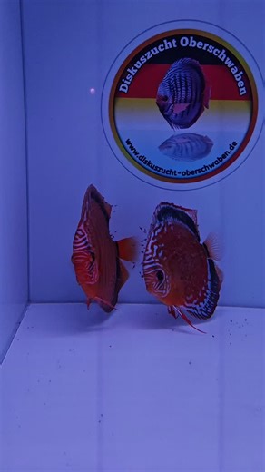 Tefe with Fry 😍 #diskus #diskusfisch #diskusfische #discus #discusfish #diskusaquarium #diskuszucht #discusbreeder #discuslover #discusfishlover #discushobby #parasitenfrei #diskuszuchtweissflog #diskuszuchtrahn #diskusliebe #diskuszüchter #discusworld #amazonas #freshwater #parafrei #discusbreeding #rottürkis #pigeon #bluediamond #heckelcross #kobalt #snakeskin #checkerboard #fullspotted #brillanttürkis | Diskuszucht Oberschwaben