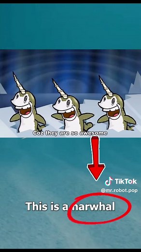 What is a Narwhal? The Truth About Their 'Horn'